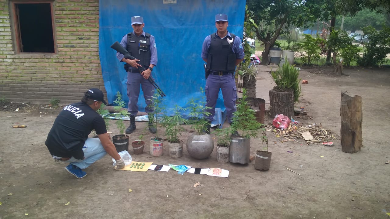 Secuestran plantines de marihuana en Herradura