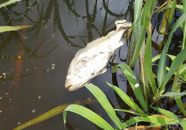 Fiscalía Federal pide colaboración para investigar mortandad de corvinas