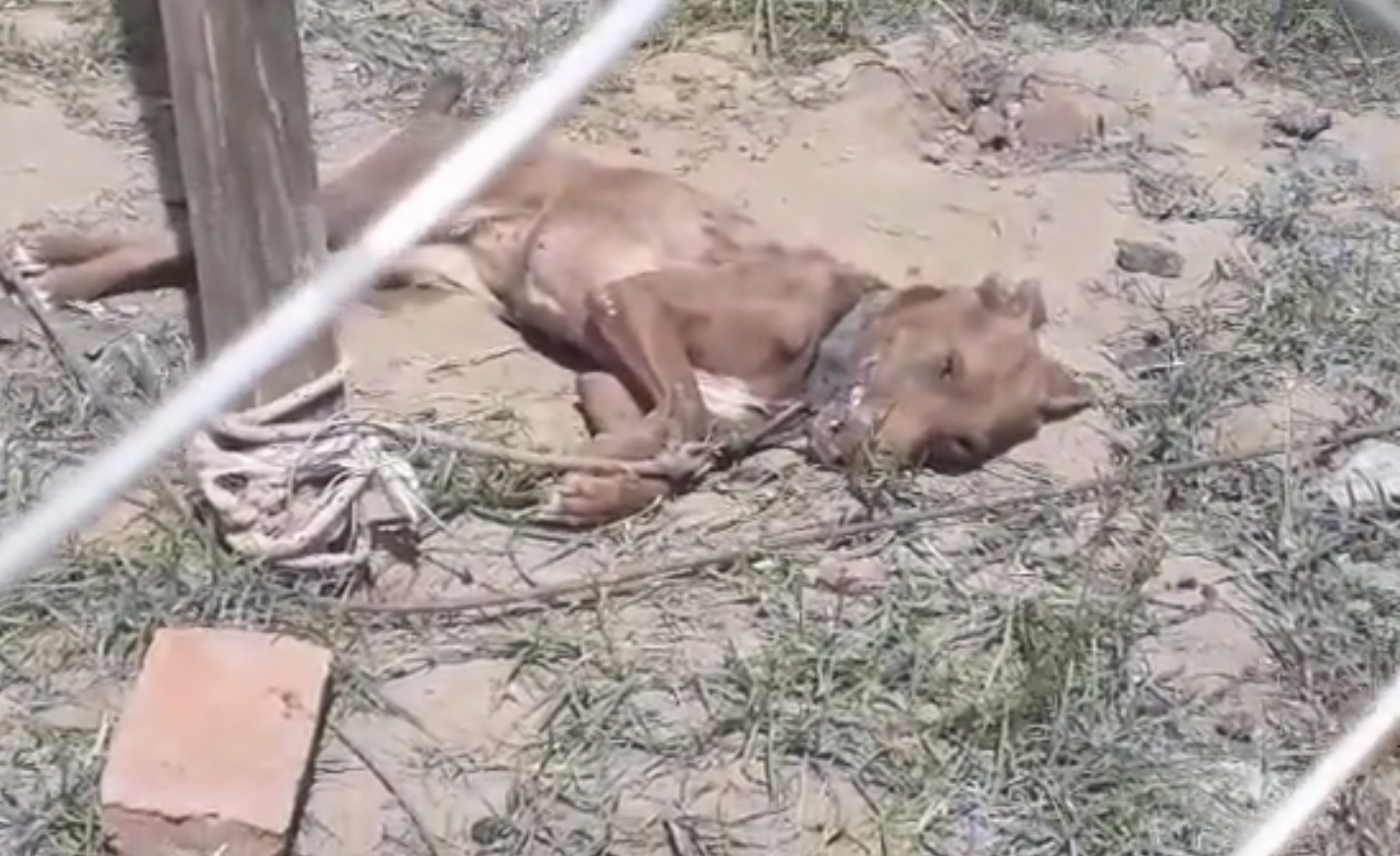 La Policía realizó un procedimiento ante la muerte de un can por “golpe de calor y deshidratación”