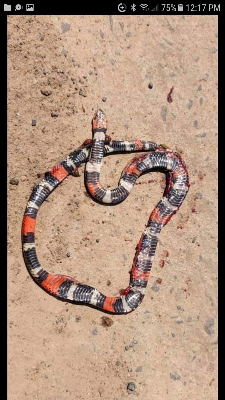 Vecinos encontraron una venenosa víbora de coral en avenida Gutnisky