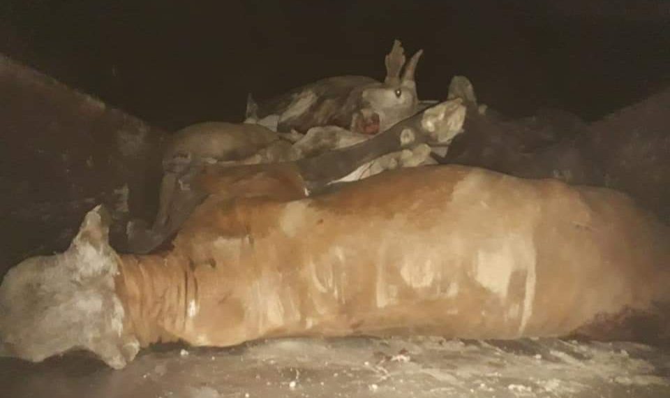 Camión jaula volcó en un giro y dejó como saldo la muerte de 19 vacunos