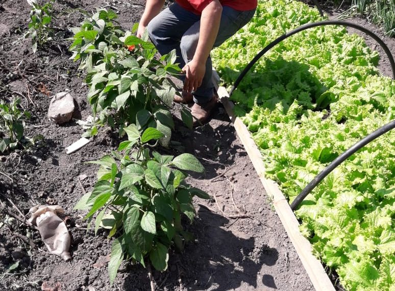 Exitosa iniciativa de huerta comunitaria en el barrio Sagrado Corazón de María