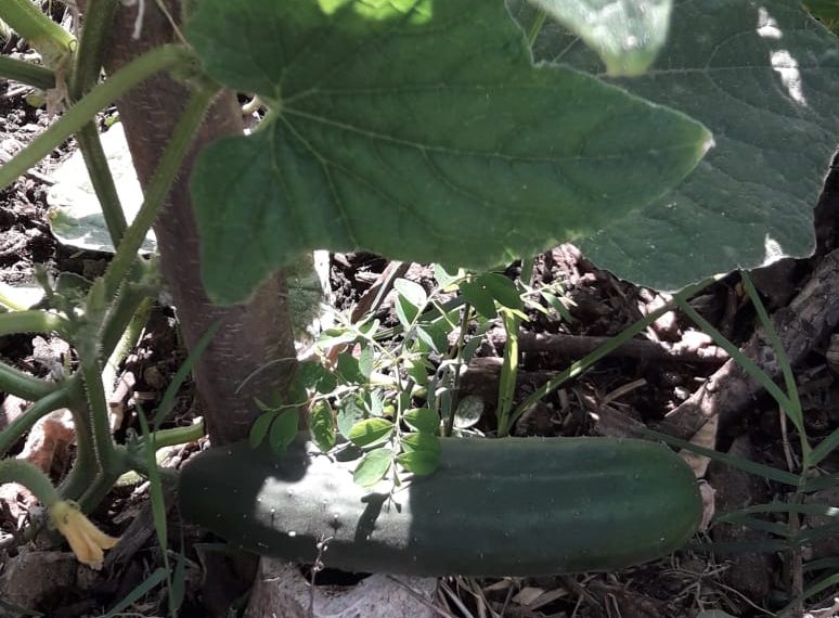 Exitosa iniciativa de huerta comunitaria en el barrio Sagrado Corazón de María