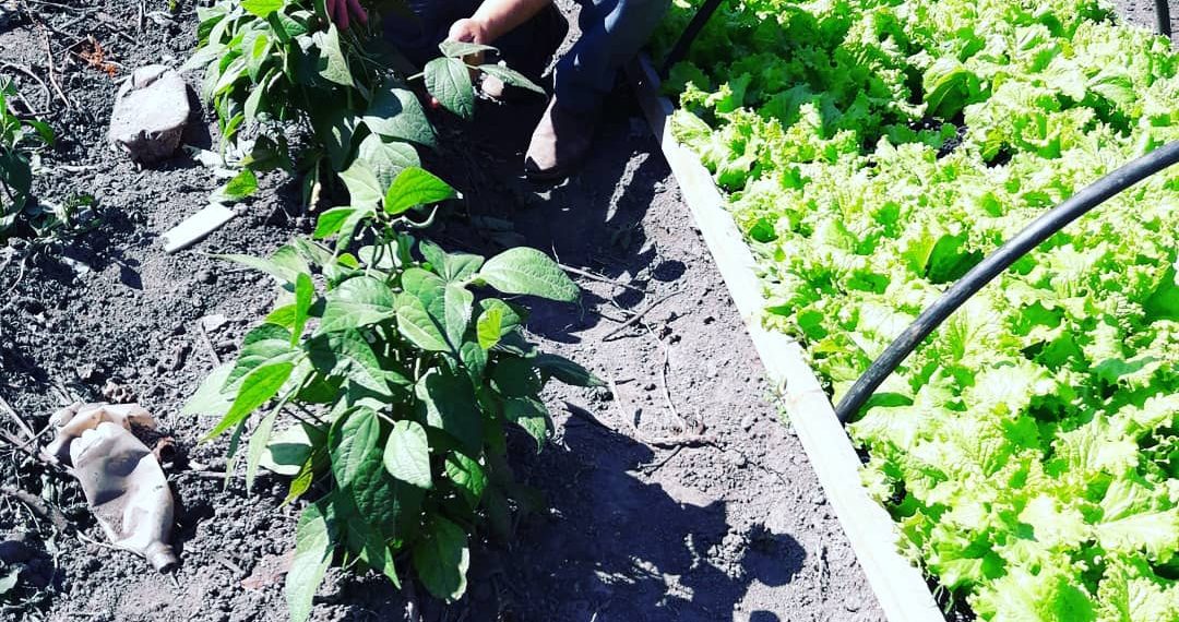 Exitosa iniciativa de huerta comunitaria en el barrio Sagrado Corazón de María