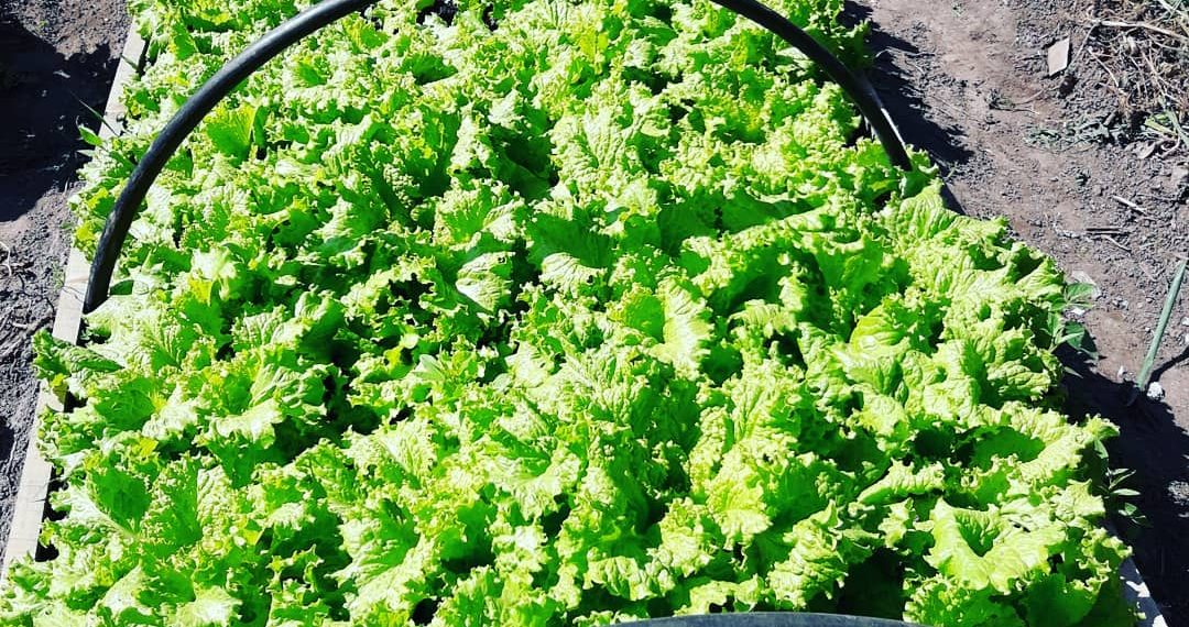 Exitosa iniciativa de huerta comunitaria en el barrio Sagrado Corazón de María