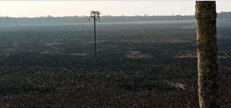 Cazadores furtivos y cuatreros provocaron incendio de pastizales en el Parque Nacional Río Pilcomayo