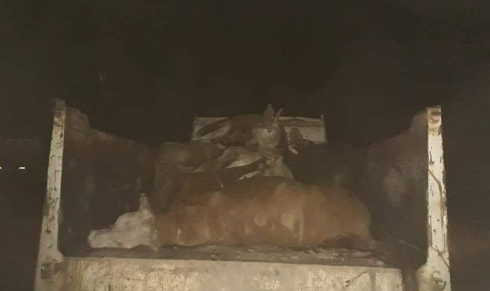 Camión jaula volcó en un giro y dejó como saldo la muerte de 19 vacunos