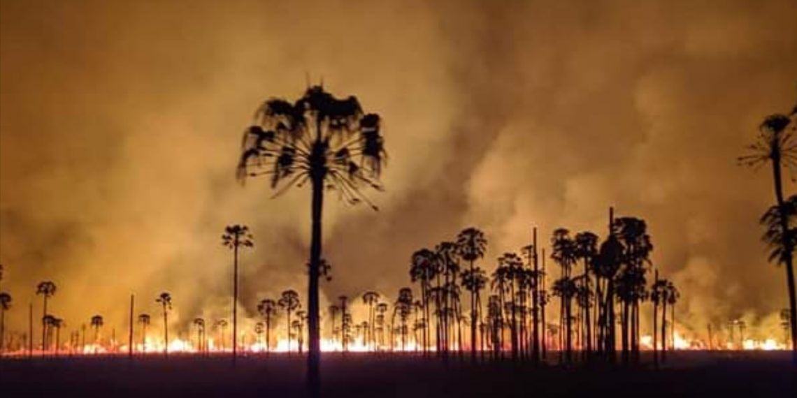 Cazadores furtivos y cuatreros provocaron incendio de pastizales en el Parque Nacional Río Pilcomayo