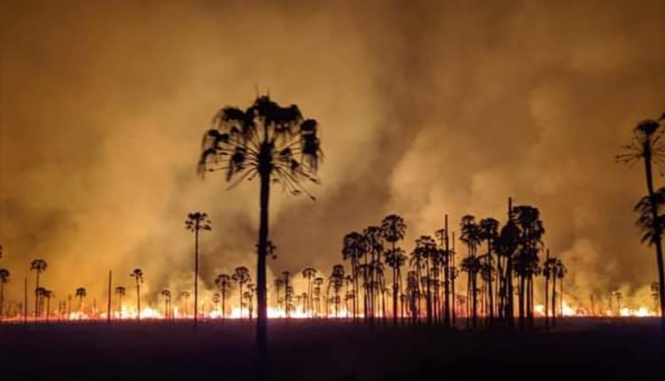 Cazadores furtivos y cuatreros provocaron incendio de pastizales en el Parque Nacional Río Pilcomayo
