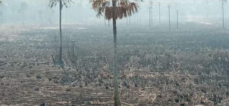 Cazadores furtivos y cuatreros provocaron incendio de pastizales en el Parque Nacional Río Pilcomayo