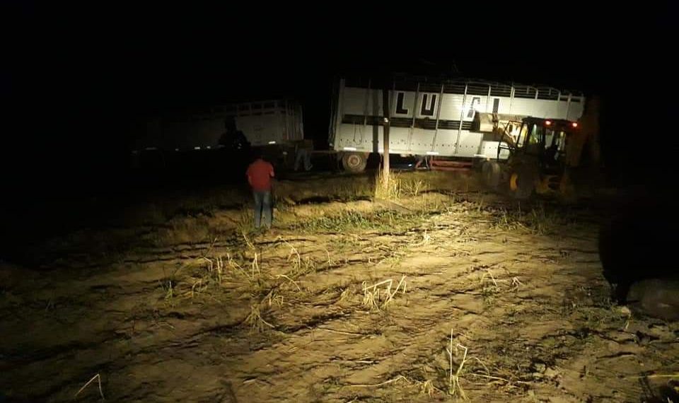 Camión jaula volcó en un giro y dejó como saldo la muerte de 19 vacunos