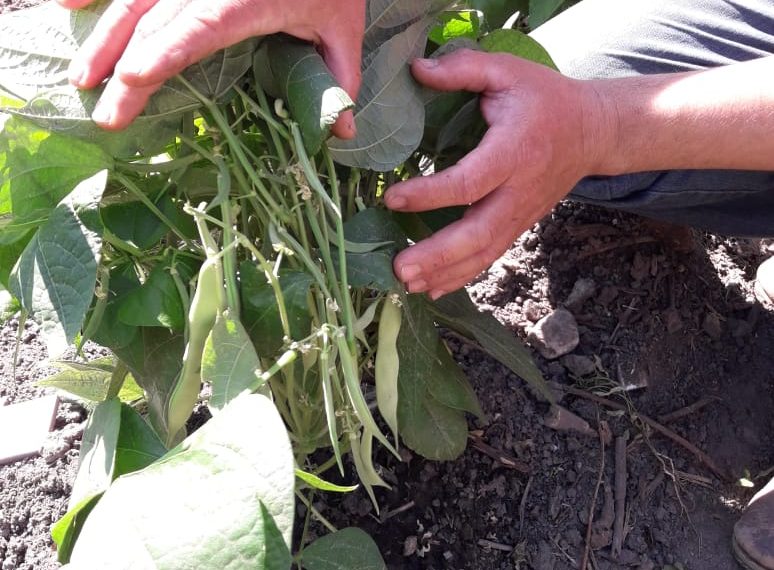 Exitosa iniciativa de huerta comunitaria en el barrio Sagrado Corazón de María