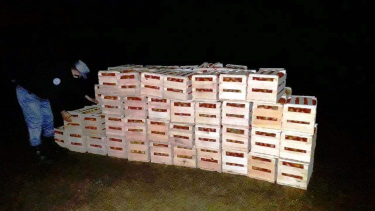 Traían cargamento de tomates por un paso clandestino y fueron detectados