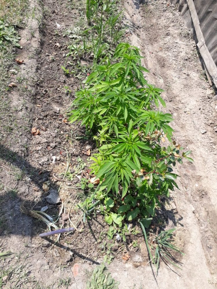 Detenidos por tener plantación de marihuana en el patio de la casa
