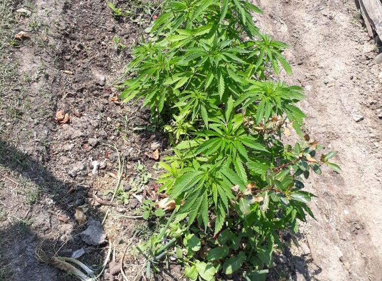 Detenidos por tener plantación de marihuana en el patio de la casa