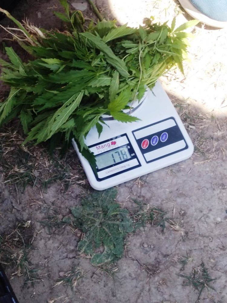 Detenidos por tener plantación de marihuana en el patio de la casa