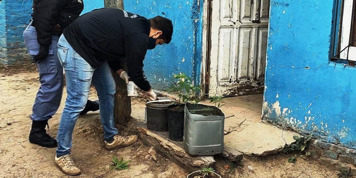 La Policía detectó a jóvenes dedicados a producir plantines de marihuana en Pirané y Laguna Blanca