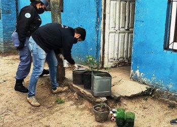 La Policía detectó a jóvenes dedicados a producir plantines de marihuana en Pirané y Laguna Blanca