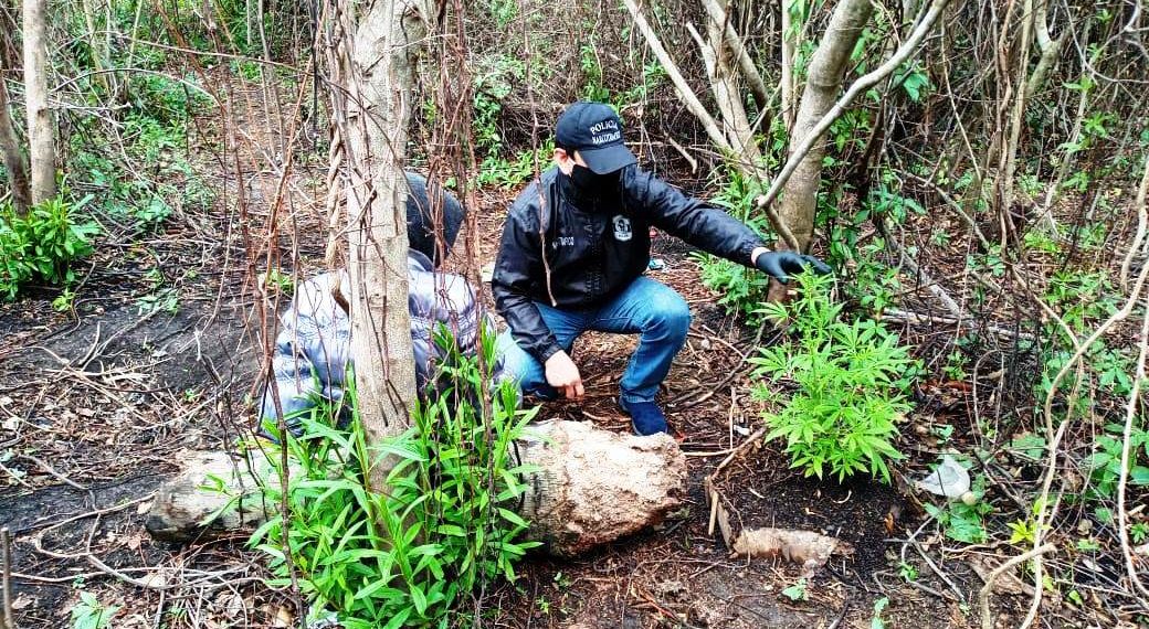 La Policía detectó a jóvenes dedicados a producir plantines de marihuana en Pirané y Laguna Blanca