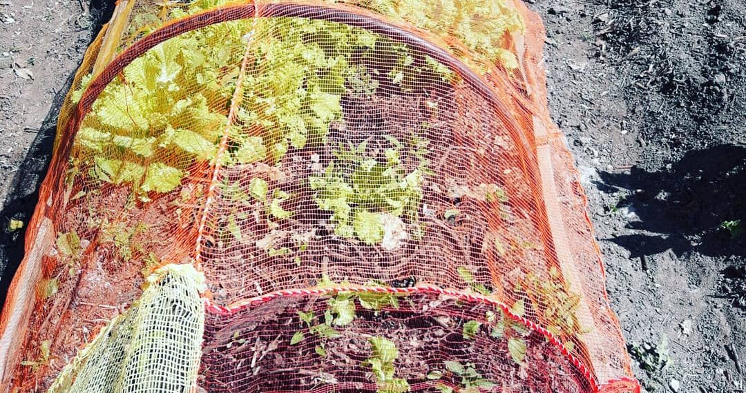 Exitosa iniciativa de huerta comunitaria en el barrio Sagrado Corazón de María