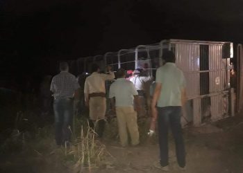 Camión jaula volcó en un giro y dejó como saldo la muerte de 19 vacunos