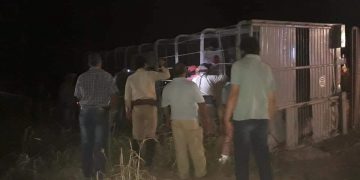 Camión jaula volcó en un giro y dejó como saldo la muerte de 19 vacunos