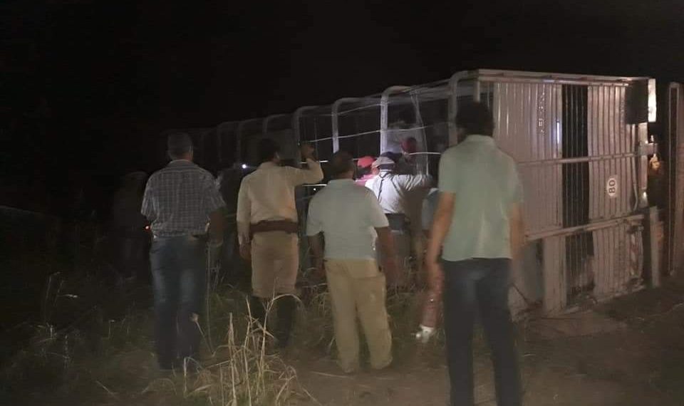 Camión jaula volcó en un giro y dejó como saldo la muerte de 19 vacunos