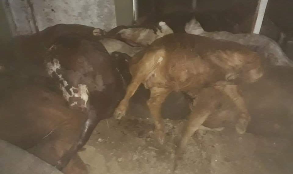 Camión jaula volcó en un giro y dejó como saldo la muerte de 19 vacunos