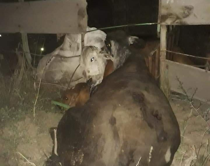 Camión jaula volcó en un giro y dejó como saldo la muerte de 19 vacunos