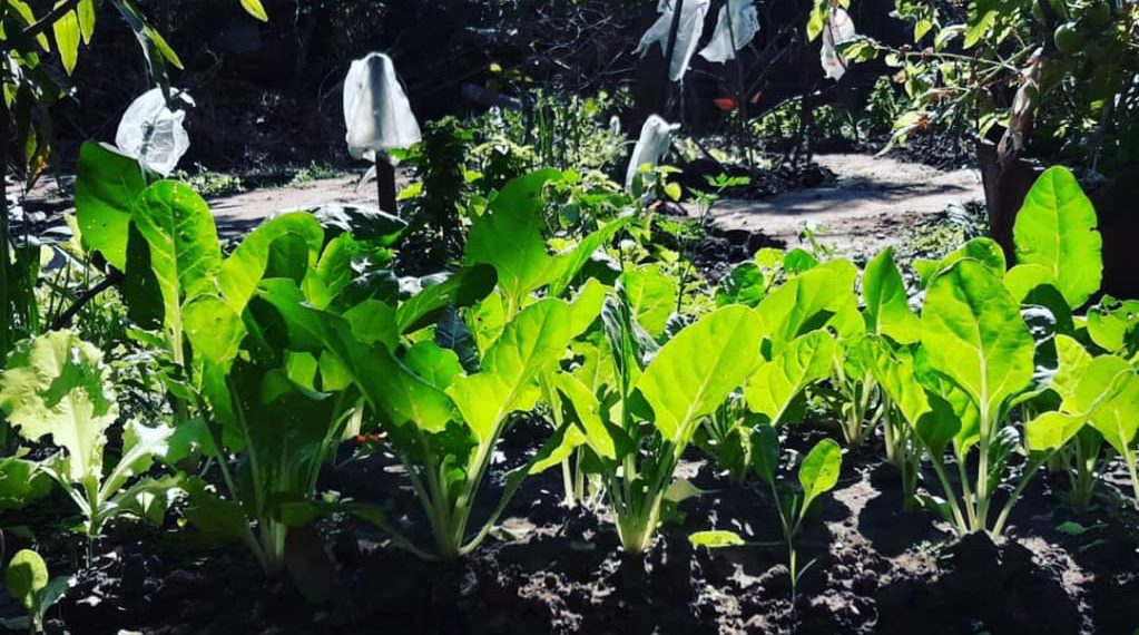 Exitosa iniciativa de huerta comunitaria en el barrio Sagrado Corazón de María