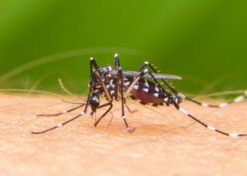 En la última semana, el Gobierno detectó casos de dengue pero ninguno de coronavirus