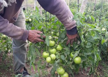 Sustituyeron comedores por entrega de mercaderías para que las familias se alimenten en sus hogares