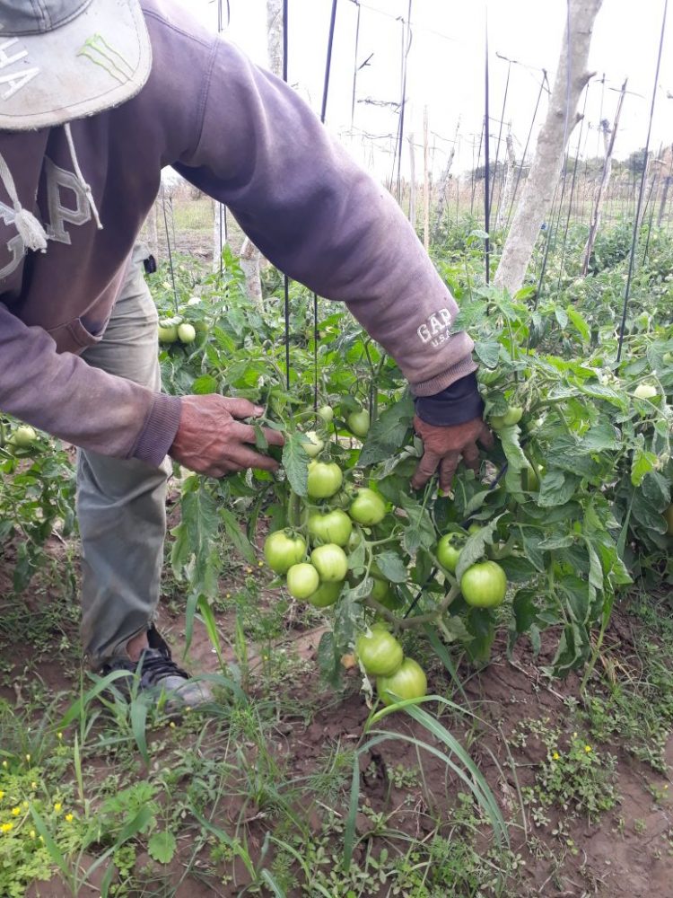Sustituyeron comedores por entrega de mercaderías para que las familias se alimenten en sus hogares