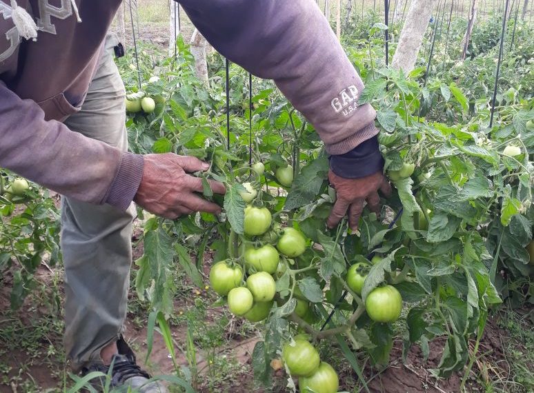 Sustituyeron comedores por entrega de mercaderías para que las familias se alimenten en sus hogares