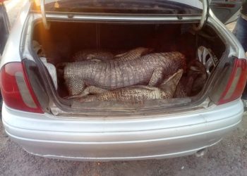 Llevaban cuatro yacarés en el baúl de un auto