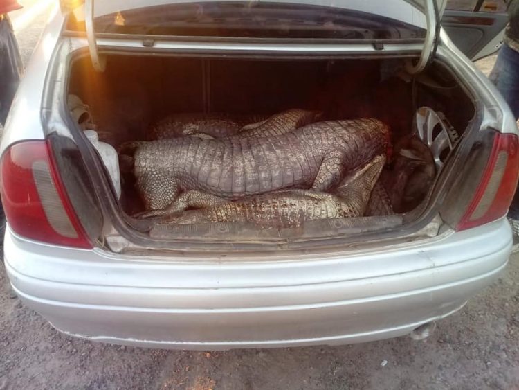 Llevaban cuatro yacarés en el baúl de un auto