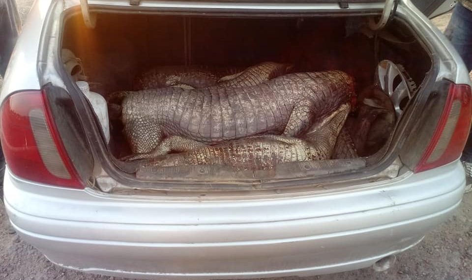 Llevaban cuatro yacarés en el baúl de un auto