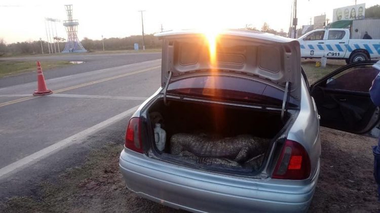 Llevaban cuatro yacarés en el baúl de un auto