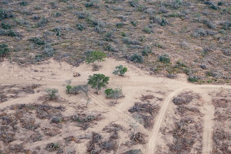 Greenpeace sobrevoló Formosa y documentó desmontes en diez fincas