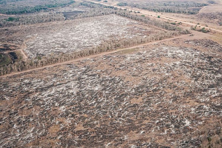 Greenpeace sobrevoló Formosa y documentó desmontes en diez fincas