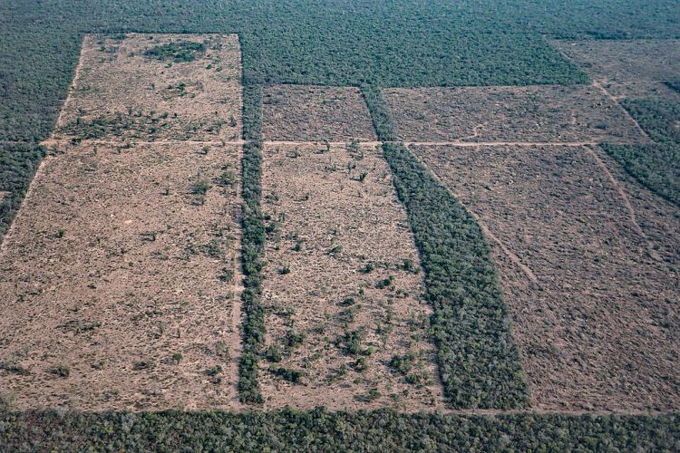 Greenpeace sobrevoló Formosa y documentó desmontes en diez fincas