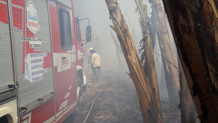 Incendio consumió 15 hectáreas de bananales en la colonia Marca M de Siete Palmas