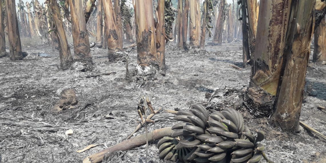 Incendio consumió 15 hectáreas de bananales en la colonia Marca M de Siete Palmas