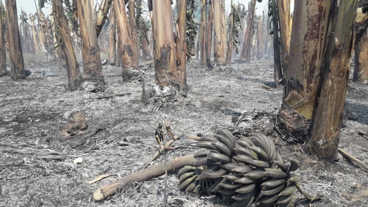 Incendio consumió 15 hectáreas de bananales en la colonia Marca M de Siete Palmas