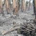Incendio consumió 15 hectáreas de bananales en la colonia Marca M de Siete Palmas
