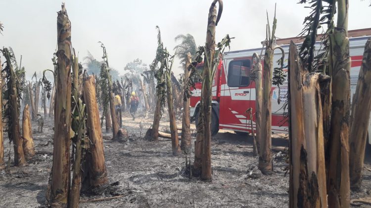 Incendio consumió 15 hectáreas de bananales en la colonia Marca M de Siete Palmas