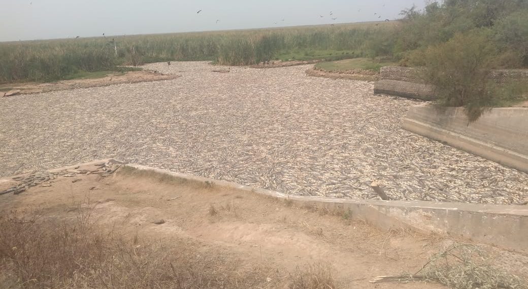Denuncian «mortandad de peces» por «sequía y cierre de compuertas»