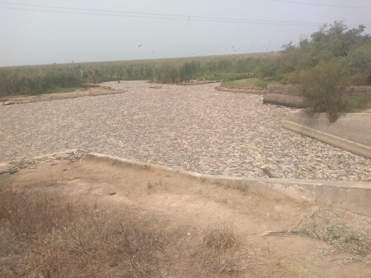Denuncian «mortandad de peces» por «sequía y cierre de compuertas»