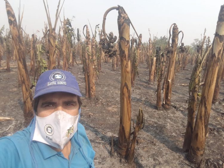 Incendio consumió 15 hectáreas de bananales en la colonia Marca M de Siete Palmas