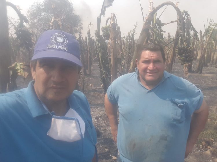 Incendio consumió 15 hectáreas de bananales en la colonia Marca M de Siete Palmas